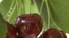 Cherries water drops