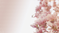 Cherry blossom flower