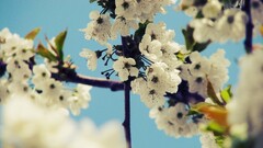 cherry blossom Flowers spring branch