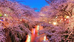 cherry blossom photography Plants Trees Flowers lights water