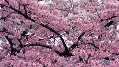 Cherry blossoms