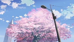 Cherry blossoms