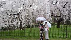 Cherry blossoms asians girls