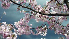 Cherry blossoms blossoms