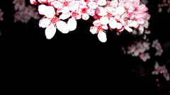Cherry blossoms Flowers