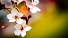 Cherry blossoms Flowers