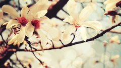 Cherry blossoms Flowers macro