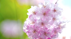 Cherry blossoms Flowers macro