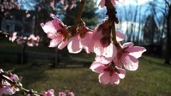 Cherry blossoms Flowers pink