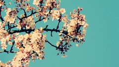 Cherry blossoms Flowers spring