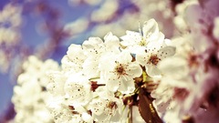 Cherry blossoms Flowers white