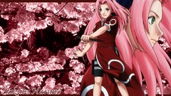 Cherry blossoms haruno sakura