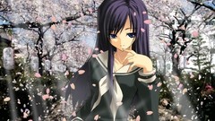 Cherry blossoms maria-sama ga