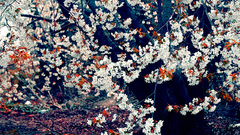 Cherry blossoms nature flower