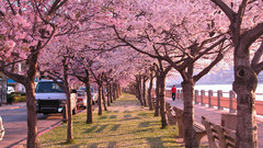 Cherry blossoms Trees