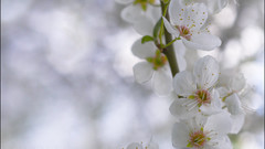 Cherry blossoms Trees Flowers