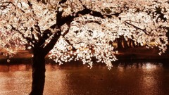 Cherry blossoms Trees night