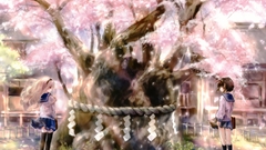 Cherry blossoms Trees school