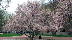 Cherry blossoms Trees white