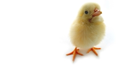 Chick cute Birds bird