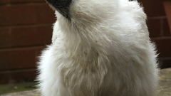 Chicken abominables bird