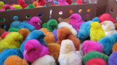 Chicken Easter colored