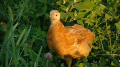 Chickens Birds Animals bird