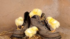 Chickens boots chicks (chickens) baby birds