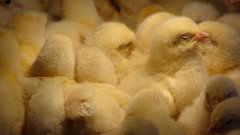Chickens chicks (chickens) baby