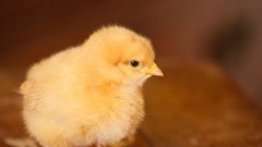 Chickens chicks (chickens) baby birds