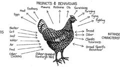 Chickens infographics