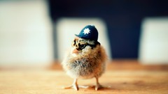 Chickens police hats chicks (chickens) baby birds