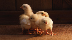 Chicks (chickens) baby birds