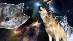 Chicks in checkmate pick