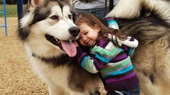 Children Dogs alaskan malamute