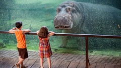 Children hippopotamus