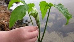 Children Plants hands close-up