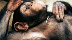 Chimpanzee monkeys