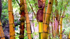 China bamboosat high World