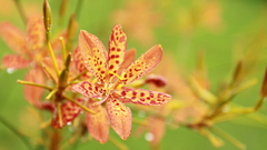 China dragon like it