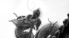 China Dragons monochrome