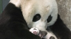 China giant panda bears