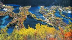 China Plants forest river