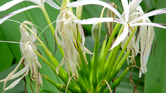 China white flower Plants