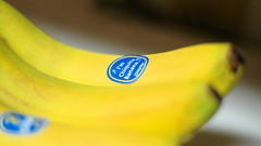 Chiquita yellow bananas