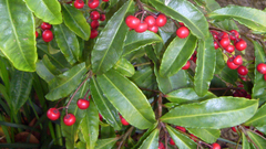 Christmas Berries berry ardesia