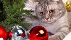 Christmas cats