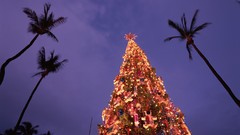 Christmas Hawaii palm trees Christmas trees oahu low-angle shot
