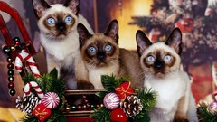 Christmas siamese cats Animals