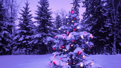 Christmas The wilderness